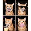 Katzen orange Tabby Katze