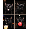 Katzen schwarze Katze