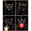 Katzen schwarze Katze