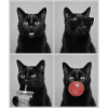 Katzen schwarze Katze