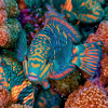 Meeresregenbogenpapageienfisch