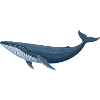 Blauwal Wal