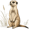 Erdmännchen