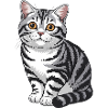 Tabby-Katzenporträt
