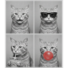 Katzen orange Tabby Katze