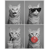 Katzen orange Tabby Katze