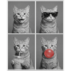 Katzen orange Tabby Katze