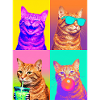 Katzen orange Tabby Katze