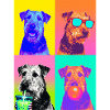 Hunde Airedale Terrier Hund