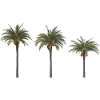 Palm Trees – Tropisches Sommer‑Design
