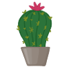 Kaktusblüte im Topf