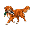 Toller bei der Entenjagd