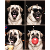 Hunde Kangal Hund