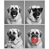 Hunde Kangal Hund