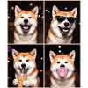 Hunde Akita Hund