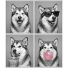 Hunde Alaskan Malamute Hund