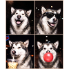 Hunde Alaskan Malamute Hund