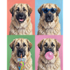 Hunde Kangal Hund