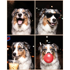 Hunde Australian Shepherd Hund