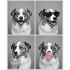 Hunde Australian Shepherd Hund
