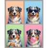 Hunde Australian Shepherd Hund