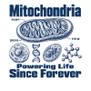 Mitochondrien Energie
