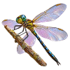 Libelle