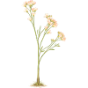 Zarte Blüten