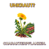 Unkraut? Charakterpflanzen.