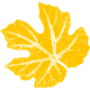 Weinblatt / Blatt Weinrebe - Botanisch