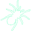spinne