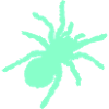 spinne