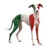 Italienischer Windhund
