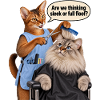 Friseurkatze