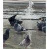 Taubenliebe am Brunnen