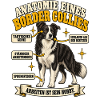 Anatomie eines Border Collies