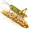 Grashüpfer