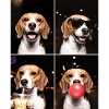 Hunde Beagle Hund