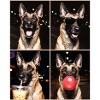 Hunde Belgian Malinois Hund