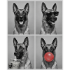 Hunde Belgian Malinois Hund