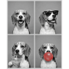 Hunde Beagle Hund