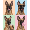 Hunde Belgian Malinois Hund
