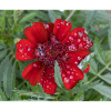 Rote Kleinblattblüte, bedeckt mit Wassertropfen,