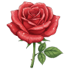 Rote Rose