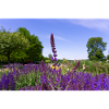 Blooming Lavender in Summer
