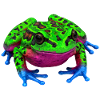 buntes tierbild, amphibien, laubfrosch