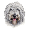bobtail hiund, tolle geschenke
