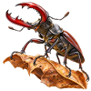 Hirschkäfer