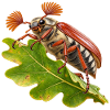 Maikäfer