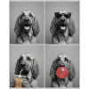 Hunde Bluthund Hund